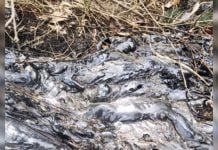 Mysterious magma-like material erupts from the base of an electric pole in India (video) mysterious lava eruption india