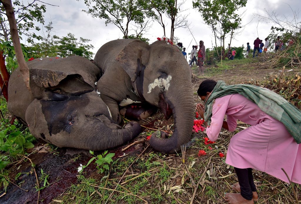 18 elephants killed by lightning, 18 elephants killed by lightning india, 18 elephants killed by lightning assam, 18 elephants killed by lightning may 2021, 18 elephants killed by lightning video, 18 elephants killed by lightning pictures