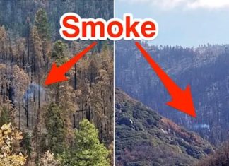 An enormous Sequoia tree is still smoldering and emitting smoke months after California's devastating wildfires
