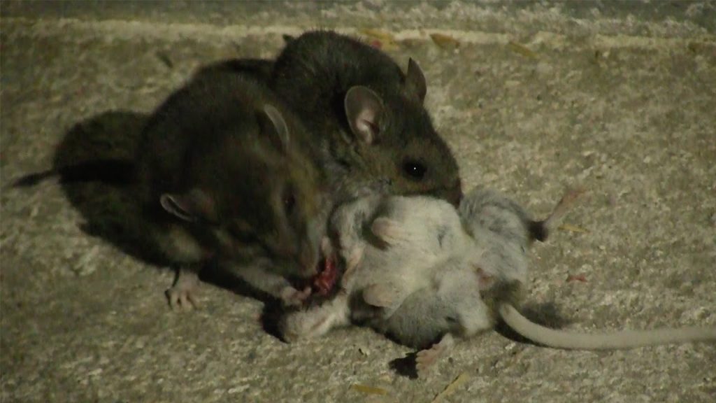cannibal mice Australia, cannibal mice Australia video, cannibal mice Australia photo, cannibal mice Australia map, cannibal mice Australia may 2021