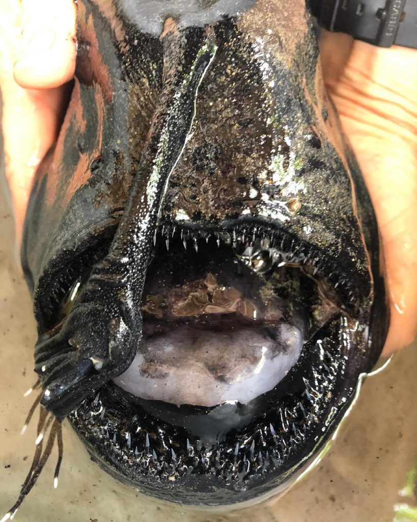 deep-sea anglerfish found dead in Southern California
