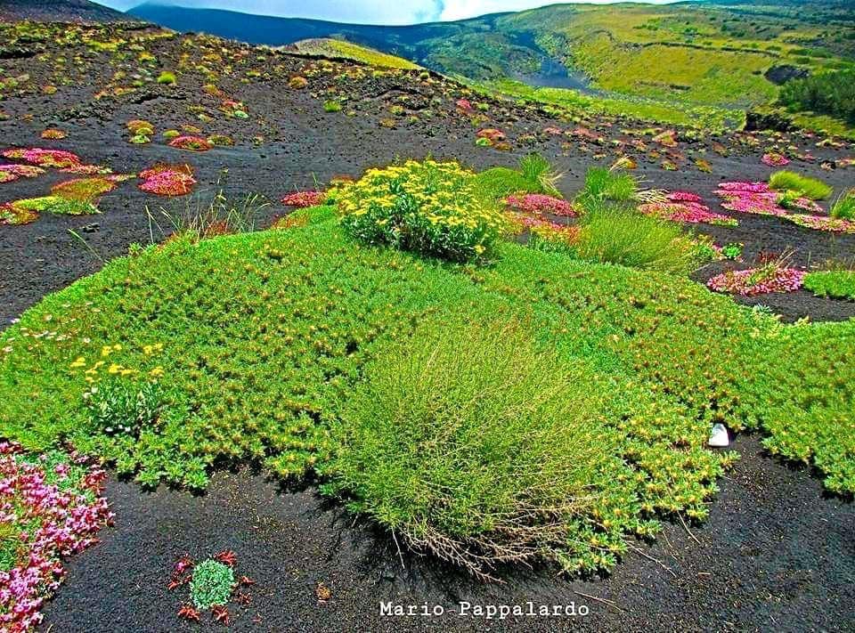 flowers etna ash, flowers grow from ash of etna volcano, etna volcano flowers, flowers grow after etna eruption on volcano, what are volcanic flowers, flowers that grow on volcano