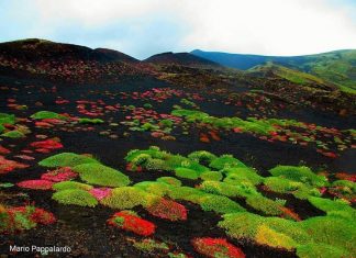 flowers etna ash, flowers grow from ash of etna volcano, etna volcano flowers, flowers grow after etna eruption on volcano, what are volcanic flowers, flowers that grow on volcanoash