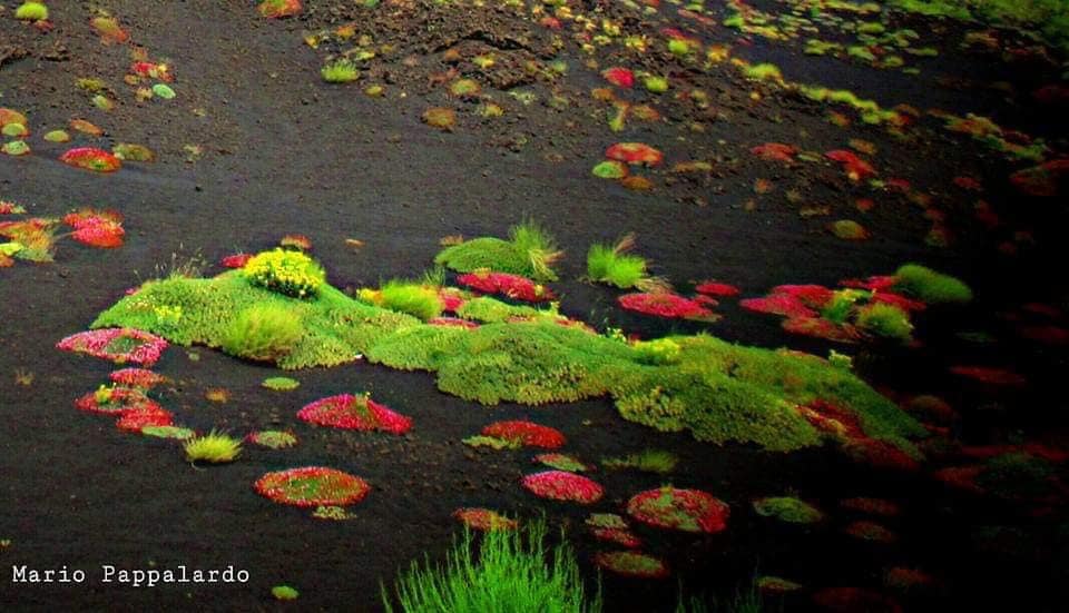 flowers etna ash, flowers grow from ash of etna volcano, etna volcano flowers, flowers grow after etna eruption on volcano, what are volcanic flowers, flowers that grow on volcano