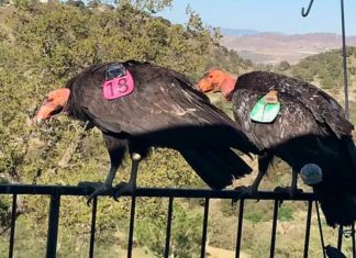 giant california condors ravage home