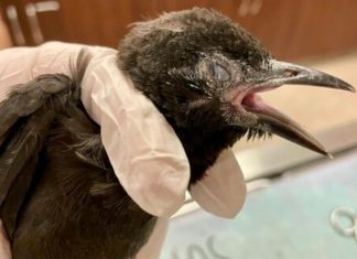 Birds mysteriously dying and going blind around Washington DC