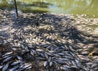 Fish kills and algae blooms are about to rise due to decreased level of dissolved oxygen in US and European lakes, Factors contributing to fish kills and algae blooms, fish kills, algae blooms, water oxygen lakes