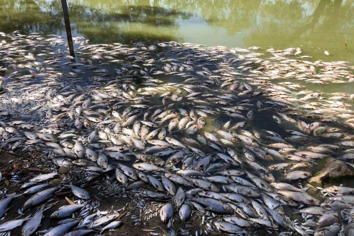 Fish kills and algae blooms are about to rise due to decreased level of dissolved oxygen in US and European lakes, Factors contributing to fish kills and algae blooms, fish kills, algae blooms, water oxygen lakes