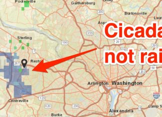 There are so many cicadas hatching in Virginia that they're appearing on weather radar as rain, cicada, cicada usa, usa brood x cicada 2021