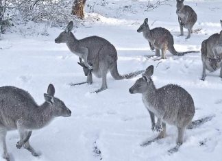 australia snow, australia snow storm, australia snow winter storm, australia snow winter storm june 2021, australia snow winter storm june 8-10 2021