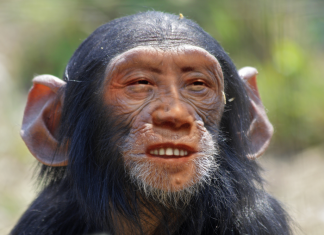 Man-monkey hybrid sparks fears of 'Frankenstein' creatures