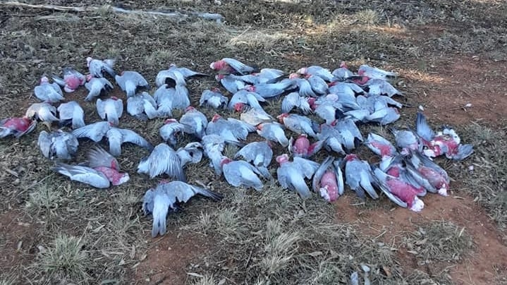 Up to 100 galahs were found dead near a cemetery in Parkes, New South Wales after eating poisonous baits