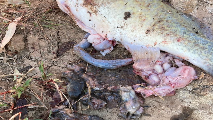fish found with dead mouse in stomach