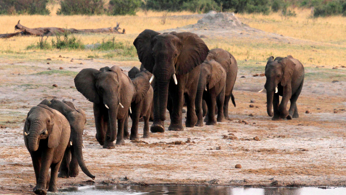oil project threatens life of 130000 elephants in Africa, A new gigantic oil project in Botswana and Namibia is threatening the life and ecosystem of 130,000 African elephants