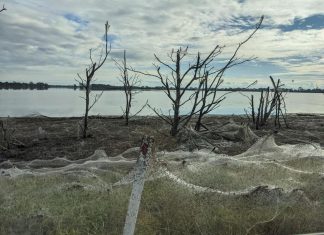 spider invasion australia, australia spider invasion victoria floods, spider web victoria australia floods june 2021