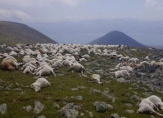 500 sheep killed by lightning in Georgia, 500 sheep killed by lightning in Georgia video, 500 sheep killed by lightning in Georgia picture