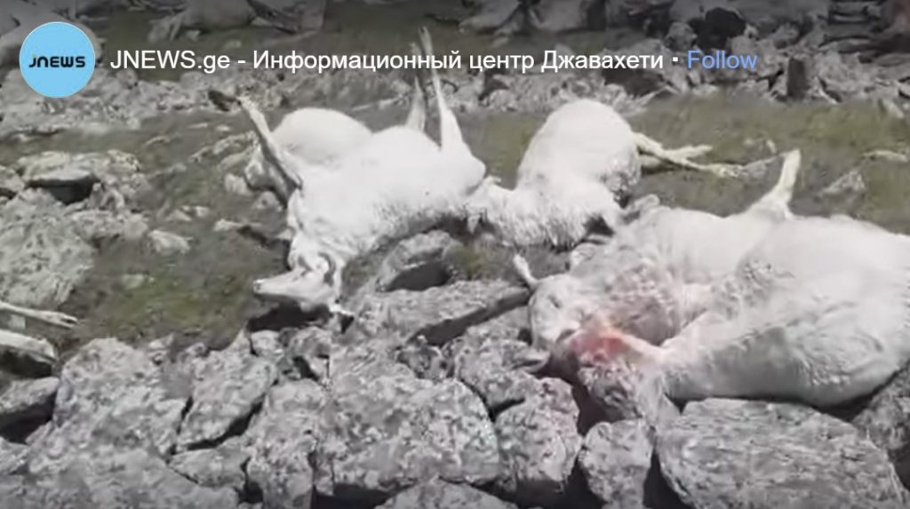 500 sheep killed by lightning in Georgia, 500 sheep killed by lightning in Georgia video, 500 sheep killed by lightning in Georgia picture