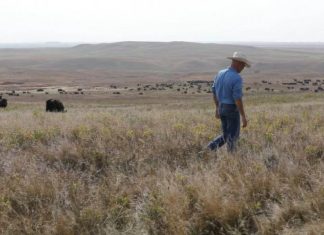 58 pregnant cows killed in North Dakota