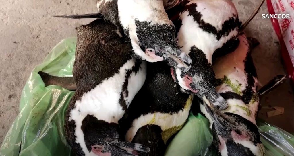 On Friday morning, 17 September 2021, 63 African penguins were found dead inside the Boulders African penguin colony - Simonstown
