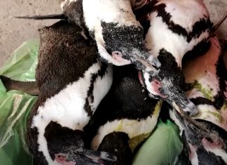On Friday morning, 17 September 2021, 63 African penguins were found dead inside the Boulders African penguin colony - Simonstown