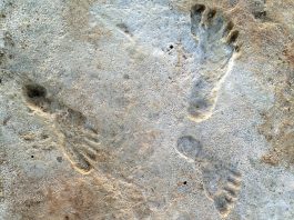 Newly discovered fossil footprints in New Mexico show humans were in North America thousands of years earlier than we thought