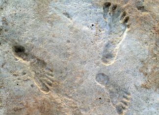 Newly discovered fossil footprints in New Mexico show humans were in North America thousands of years earlier than we thought