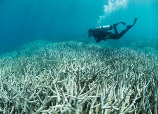 great barrier reef recovery 2021
