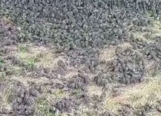 thousands of dead sparrows in bali indonesia, thousands of dead sparrows in bali indonesia video, thousands of dead sparrows in bali indonesia pictures, thousands of dead sparrows in bali indonesia september 2021, Thousands of dead sparrows fall from the sky in Bali Indonesia