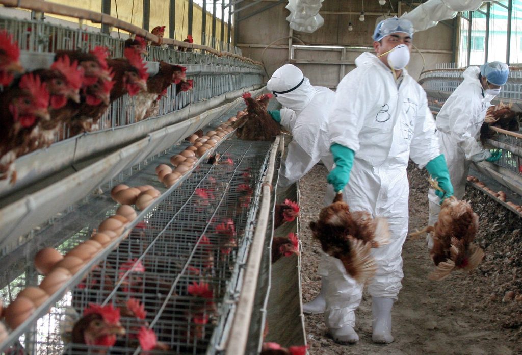 bird flu outbreaks Europe, Asia, Russia