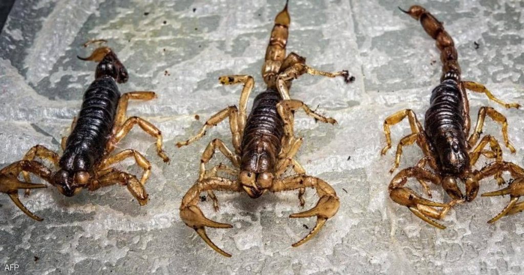 scorpion invasion Egypt after rain and hail storms