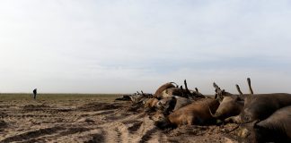 Kansas wildfires, Kansas wildfires burn hundreds of cattle alive, kansas wildfire cattle