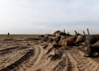 Kansas wildfires, Kansas wildfires burn hundreds of cattle alive, kansas wildfire cattle