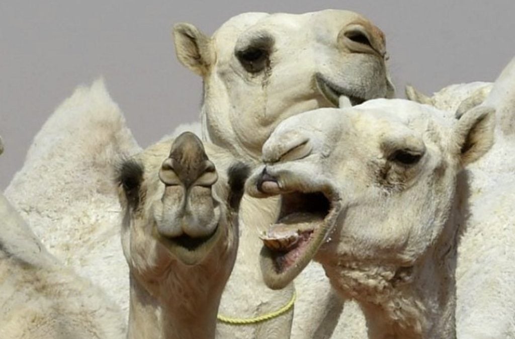 camels botox facelift saudi arabia