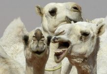camels botox facelift saudi arabia