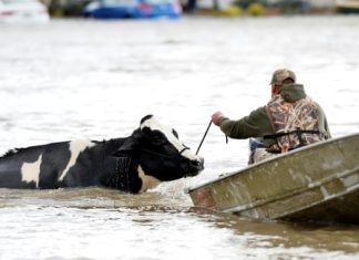 Canada floods kill hundreds of thousands of farm animals