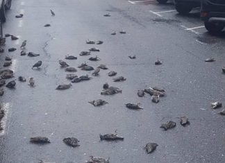 About 150 birds suddenly dropped dead from the sky in Galicia, Spain
