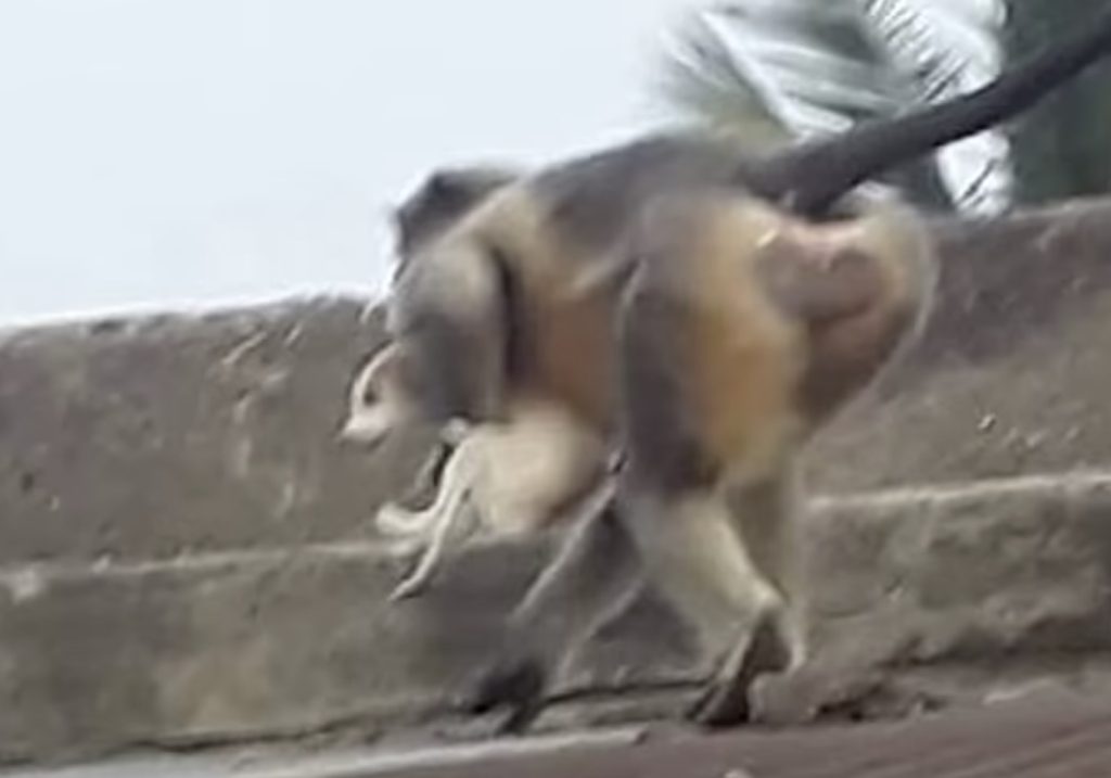 Revenge of the apes, 250 dogs killed by furious monkey in India