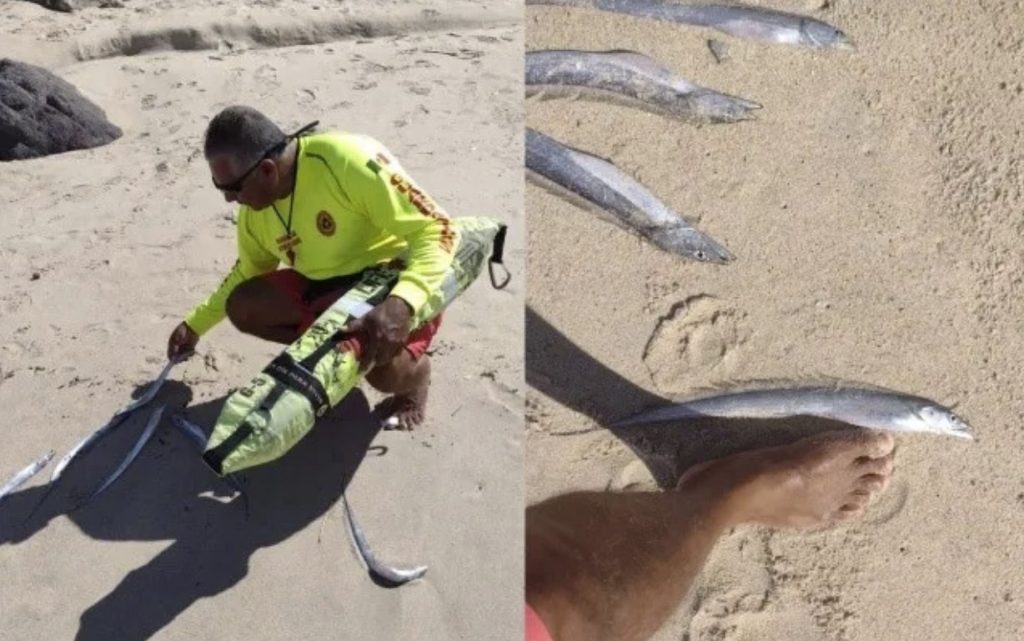 About 200 deep sea fish found dead on a beach in Puerto Vallarta, mexico