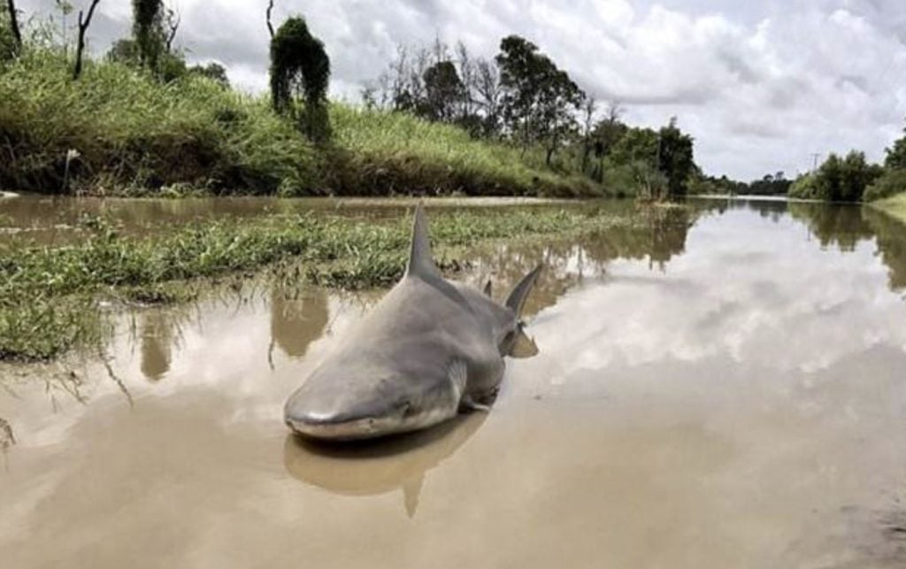 After heavy rain brought on by Tropical Cyclone Seth last week, a damaged levee system failed which caused water to inundate downtown Maryborough, Queensland. If the flooding was not enough, a bull shark was spotted swimming through the murky waters. 