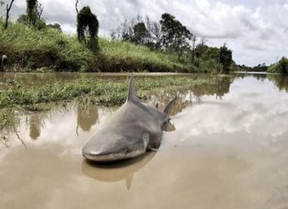 After heavy rain brought on by Tropical Cyclone Seth last week, a damaged levee system failed which caused water to inundate downtown Maryborough, Queensland. If the flooding was not enough, a bull shark was spotted swimming through the murky waters.