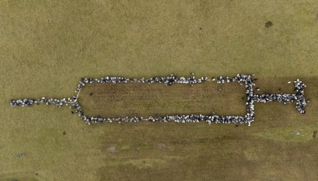 Sheep and goats stand together on Monday in Schneverdingen, Germany, as they form an approximately 330-foot syringe to promote vaccinations against COVID-19