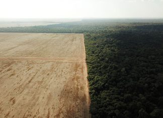 brazil deforestation cerrado savanna