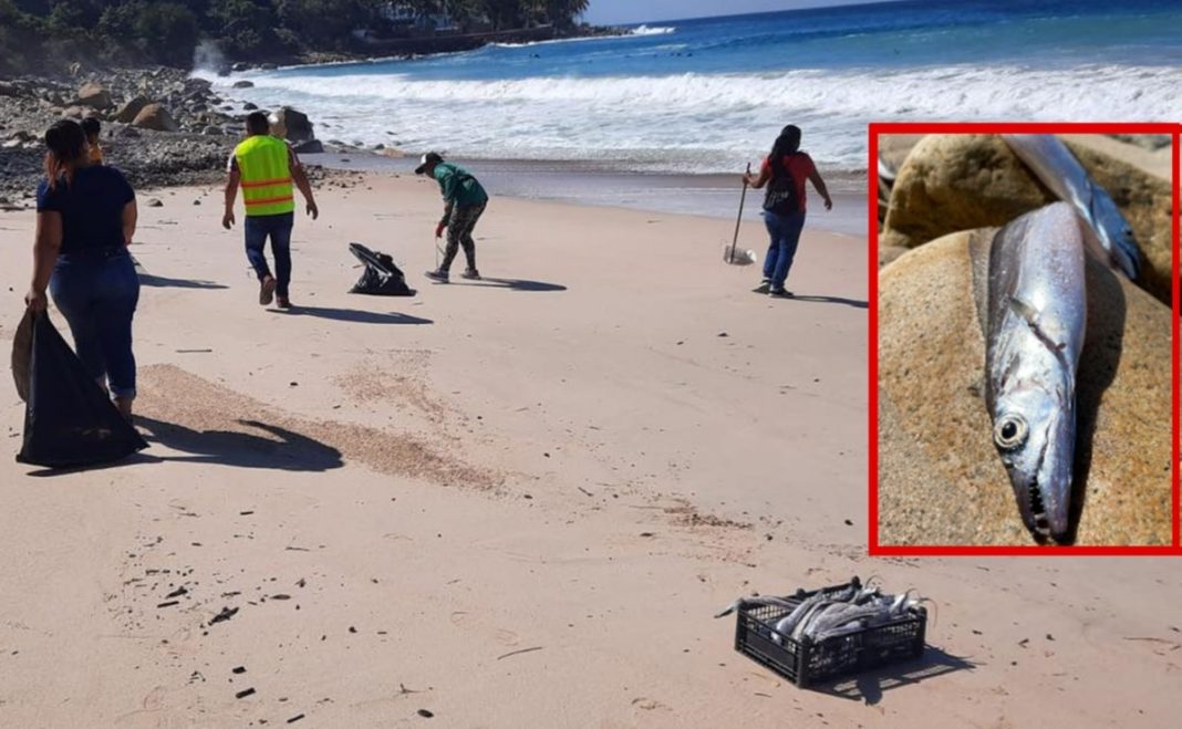 Hundreds of deep sea fish wash up dead on Puerto Vallarta Beach in ...