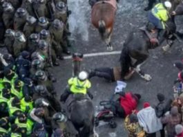 Police horses run over Freedom Convoy protesters in Ottawa