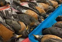 dead birds Radford University Virginia