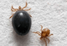 Genetically modified ticks could fight Lyme disease