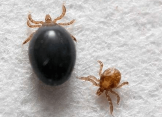 Genetically modified ticks could fight Lyme disease