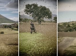 Biblical locust swarms in South Africa