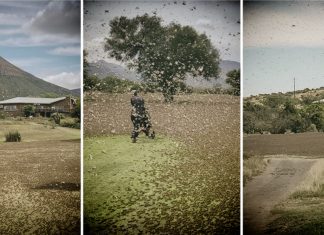Biblical locust swarms in South Africa