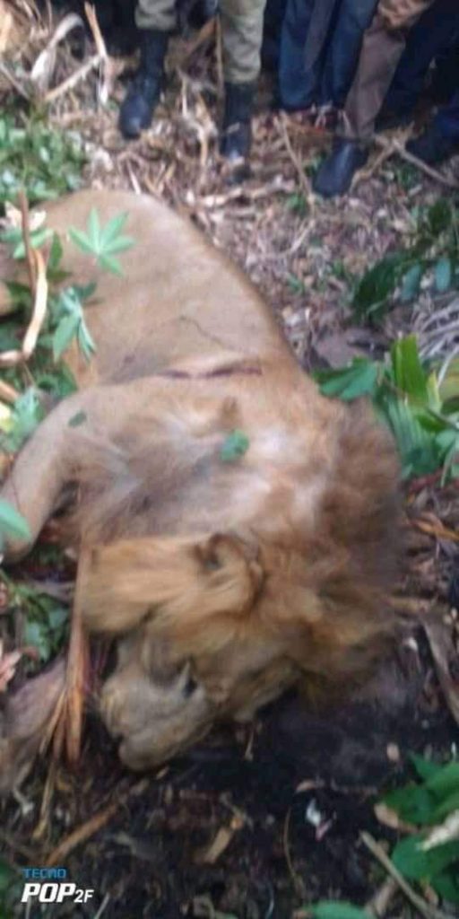 Uganda man kills lion with bare hands